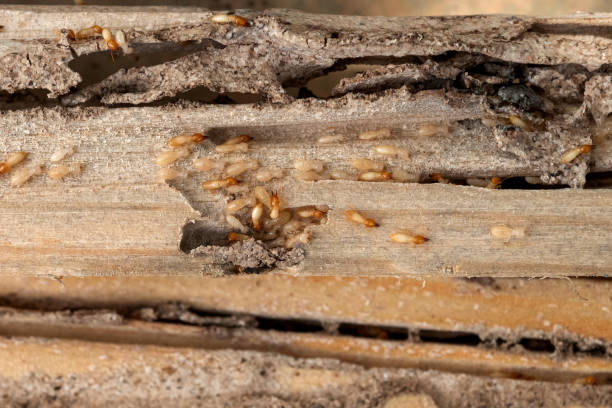 Best Flea Control Services  in Hooper, NE